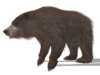 精品动物模型 (11)熊